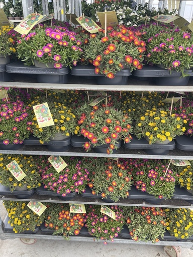 [DELB17] Delospermum Wheels of Wonder pot 17