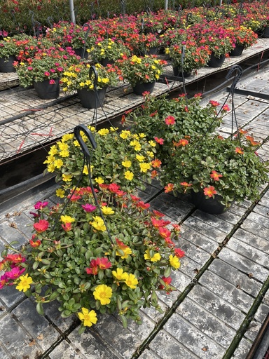 [PORA27] Portulaca umb. Pazzaz Nano Ampel 27
