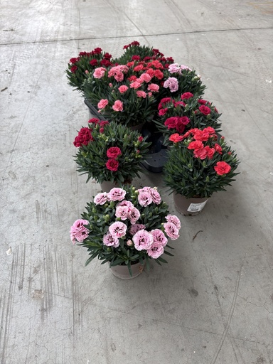 [DIAB12O] Dianthus Oscar Topf 12