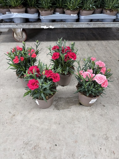 [DIAB12O] Dianthus Oscar vaso 12