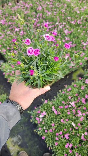 [DIAB12K] Dianthus Pink Kisses pot 12