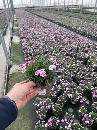 [DIAB12K] Dianthus Pink Kisses vaso 12