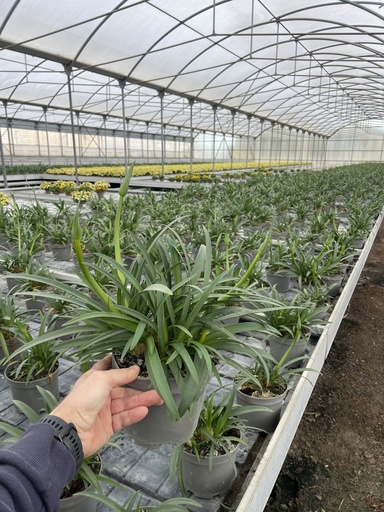 [AGAB17] Agapanthus hyb. blu vaso 17