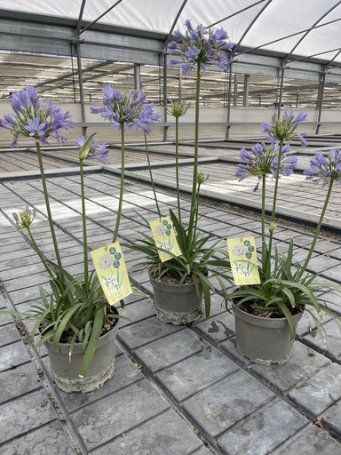 [AGAB17] Agapanthus hyb. blue pot 17