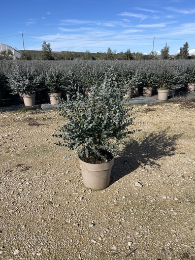 [EUCB27GA] Eucalyptus gunnii Azura cespuglio 27