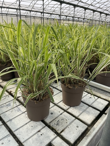 [MISB21C] Miscanthus sin. Cosmopolitan vaso 21