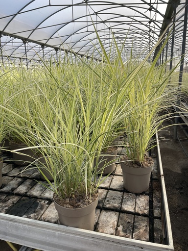 [MISB21V] Miscanthus sin. Variegatus Topf 21