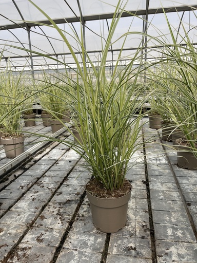 [MISB21V] Miscanthus sin. Variegatus Topf 21