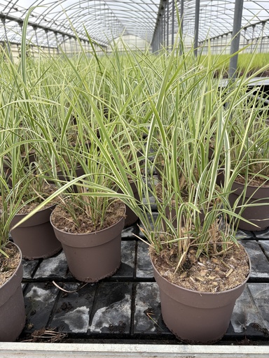 [MISB21V] Miscanthus sin. Variegatus Topf 21