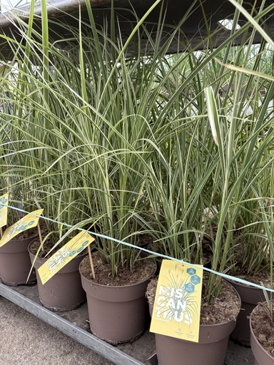 [MISB21V] Miscanthus sin. Variegatus vaso 21