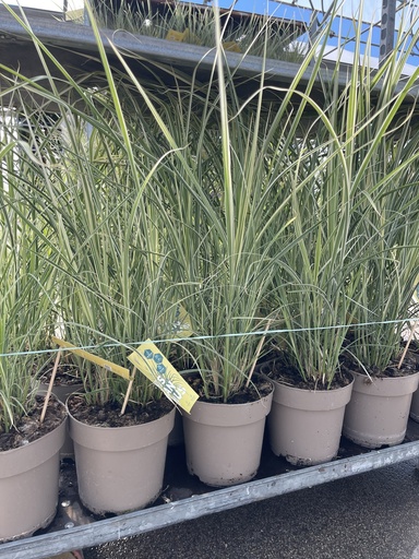 [MISB21V] Miscanthus sin. Variegatus vaso 21