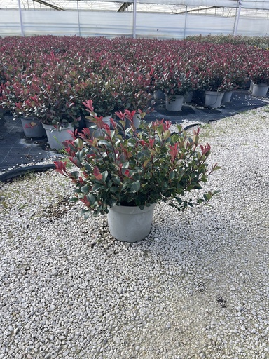 [PHOB26LRR] Photinia Little Red Robin Busch 26