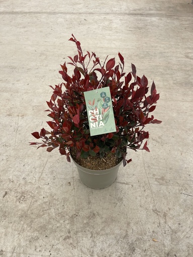 [PHOB26LRR] Photinia Little Red Robin bush 26