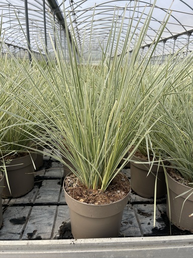 [LOMB21WS] Lomandra longifolia White Sands vaso 21
