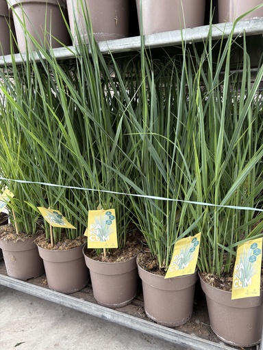 [PANB21] Panicum virgatum Northwind vaso 21