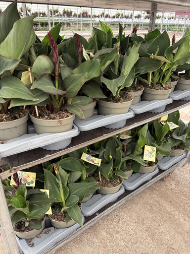 [CANB17] Canna CANNOVA bush 17