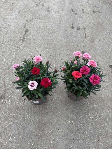 [DIAB14OT] Dianthus Oscar tricolor vaso 14