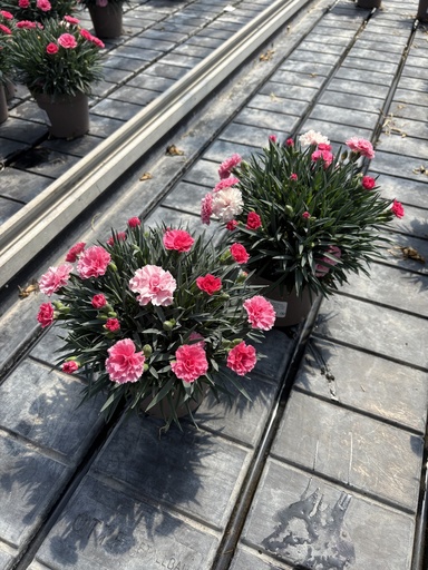 [DIAB14L] Dianthus I Love You pot 14