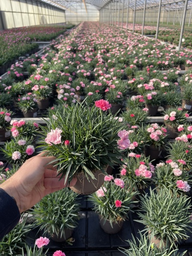[DIAB14L] Dianthus I Love You vaso 14