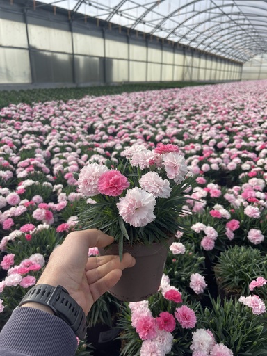 [DIAB14L] Dianthus I Love You vaso 14