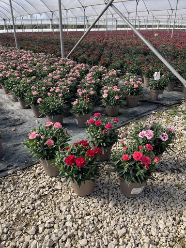 [DIAB14O] Dianthus Oscar Topf 14