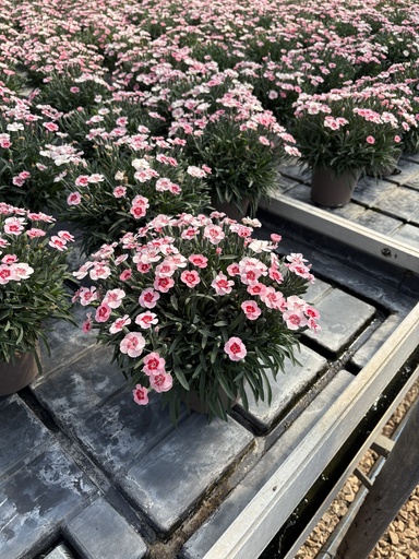 [DIAB14PP] Dianthus Peach Party pot 14