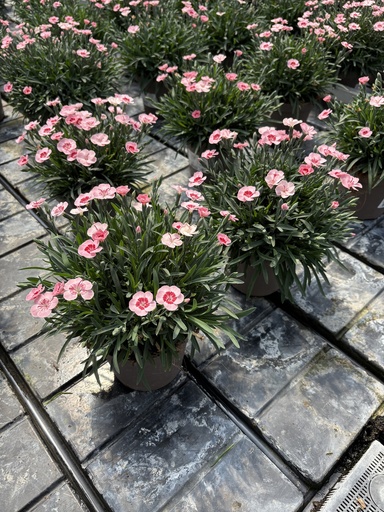 [DIAB14PP] Dianthus Peach Party pot 14