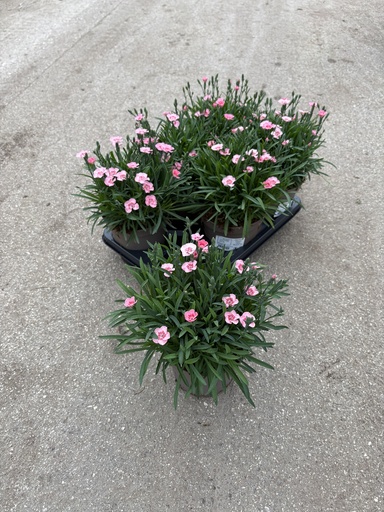 [DIAB14PP] Dianthus Peach Party pot 14
