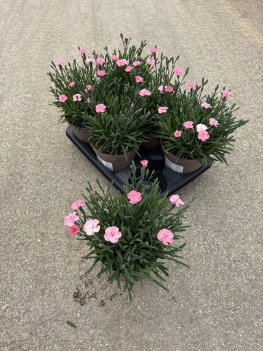 [DIAB14PP] Dianthus Peach Party pot 14