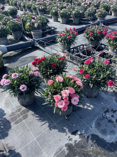 [DIAB17O] Dianthus Oscar Topf 17