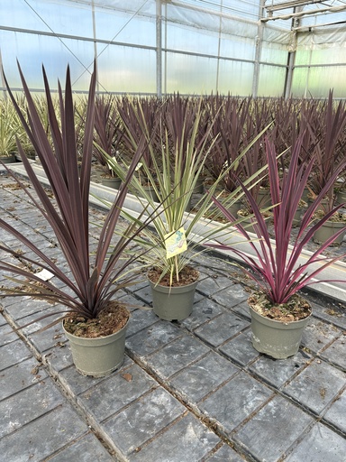 [CORDB17] Cordyline australis Topf 17