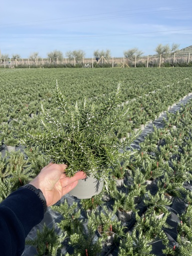 [ROSB17P] Rosmarinus officinalis Prostratus bush 17