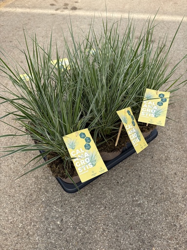 [CALOB14] Calamagrostis acutiflora pot 14