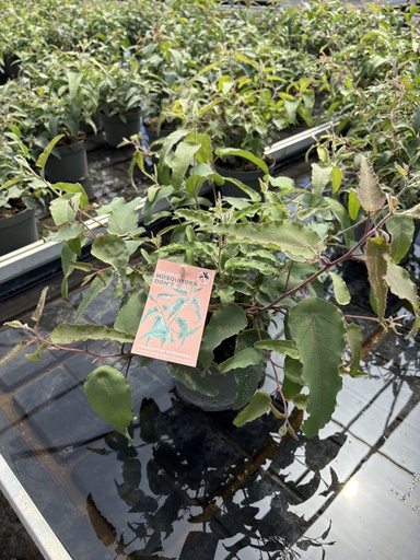 [EUCB17CIT] Eucalyptus citriodora Busch 17