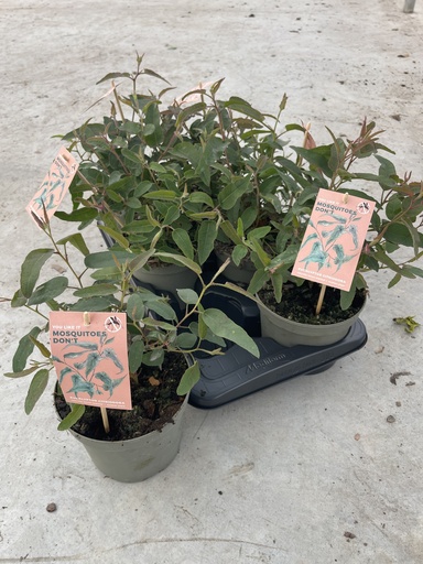 [EUCB17CIT] Eucalyptus citriodora bush 17