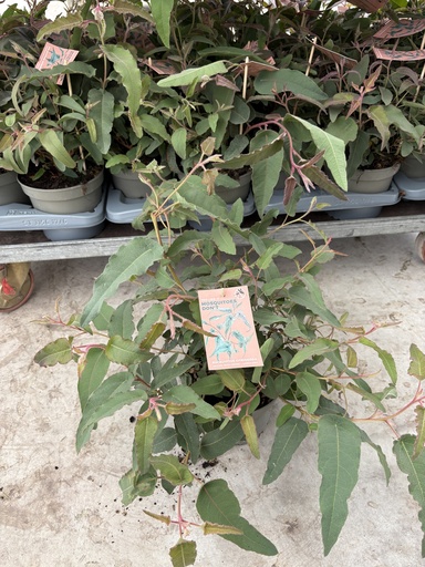 [EUCB17CIT] Eucalyptus citriodora cespuglio 17