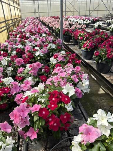 [CATA27] Catharanthus roseus basket 27