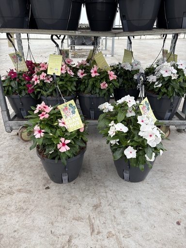[CATA27] Catharanthus roseus basket 27
