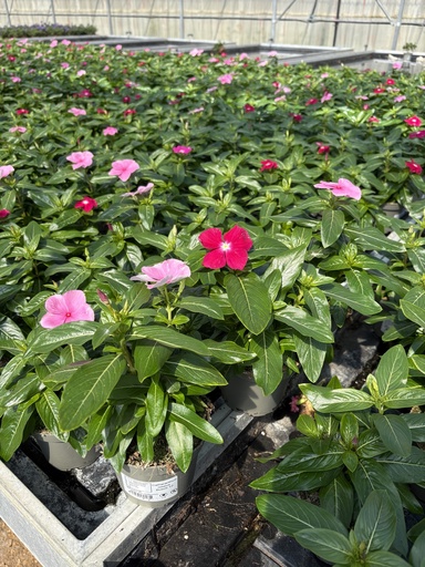 [CATB12] Catharanthus roseus bush 12