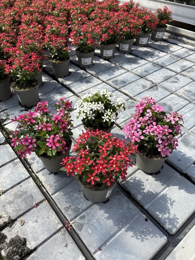 [CATB12S] Catharanthus roseus Soiree cespuglio 12
