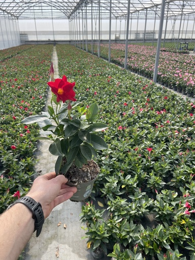 [DIPB12R] Dipladenia red bush 12