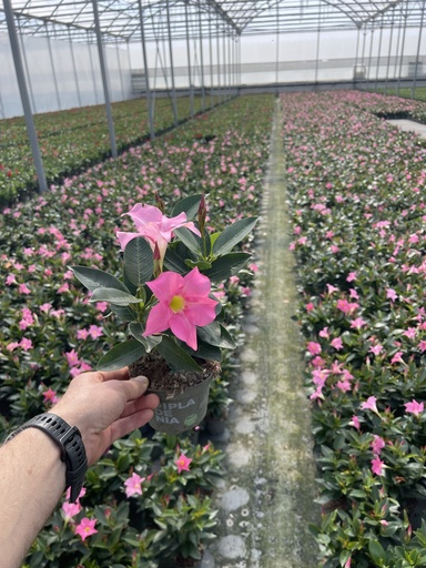[DIPB12P] Dipladenia Pink Busch 12 