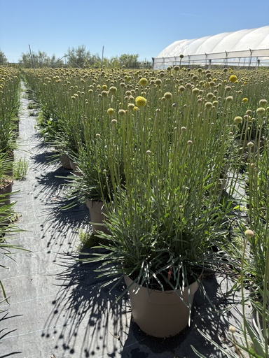 [CRASB27] Craspedia globosa Golf Beauty pot 27