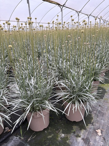 [CRASB27] Craspedia globosa Golf Beauty vaso 27