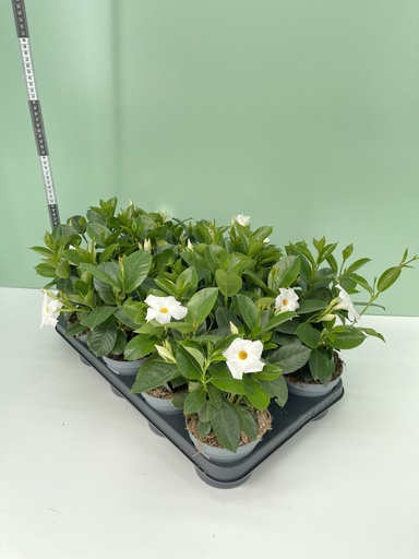 [DIPB12W] Dipladenia white bush 12 