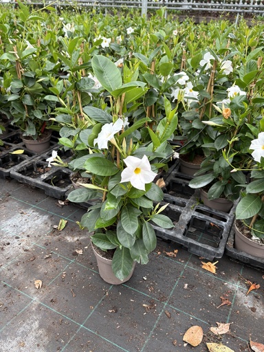 [DIPP14W] Dipladenia Weiss Pyramide 14