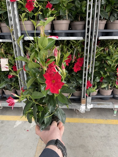 [DIPP14R] Dipladenia Rot Pyramide 14