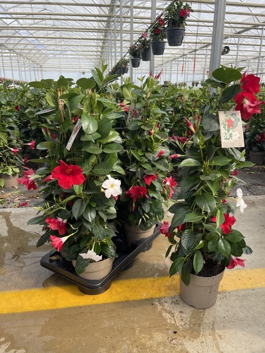 [DIPP17B] Dipladenia Zweifarbig Pyramide 17