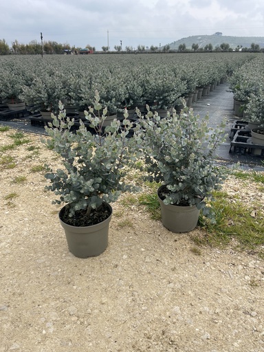 [EUCB17G] Eucalyptus gunnii Busch 17