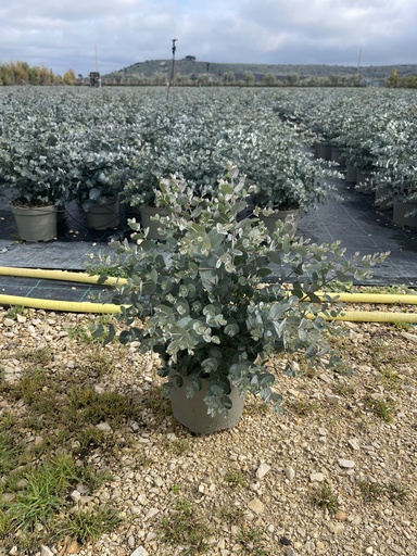 [EUCB17G] Eucalyptus gunnii Busch 17